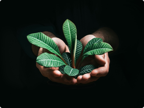 Mains tenant une plante verte symbole de durabilité