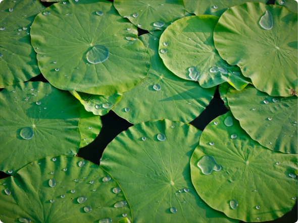 Feuilles vertes avec gouttes d’eau symbolisant usage responsable